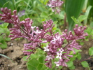 Syringa patula Miss Kim (2010, May 06)