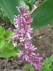 Syringa patula Miss Kim (2010, May 06)