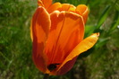 P1040981