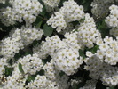 Spiraea (spirea)