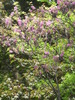 Cercis