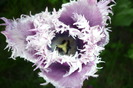P1050252