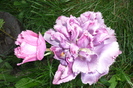 P1050256