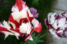 P1050257