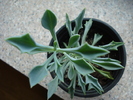 Senecio kleiniiformis, 22may2009