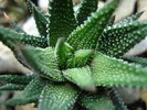 Haworthia baccata, 22may2009