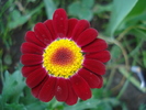 Daisy Madeira Red (2010, May 11)