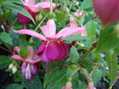 Fuchsia La Campanella (2010, May 11)