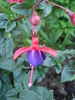 Fuchsia Mrs Popple (2010, May 11)