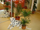 DRACENA