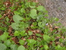 Picture 039