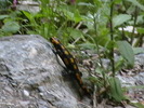 Picture 088