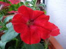 Petunia Surfinia Red (2009, May 11)