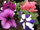 Petunias (2010, April 25)