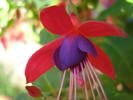 Fuchsia Cobalt (2009, June 13)