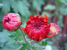 Orange Chrysanthemum (2009, Oct.25)