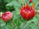 Orange Chrysanthemum (2009, Oct.25)