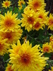 Orange Chrysanthemum (2009, Nov.12)