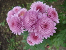 Pink Chrysanthemum (2009, Nov.12)