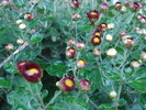 Red & Yellow Chrysanth (2009, Oct.17)