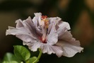 Hibiscus Snooks