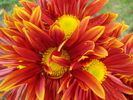 Red & Yellow Chrysanth (2009, Nov.12)