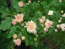 White Chrysanthemum (2009, Oct.25)