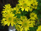 Yellow Chrysanthemum (2009, Nov.12)