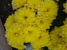 Yellow Chrysanthemum (2009, Nov.12)