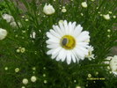 margareta