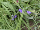 primele floricele