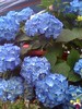 hortensia