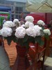 hortensia
