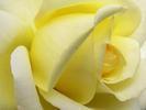 Flowers - The Yellow Rose
