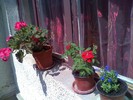 flori3