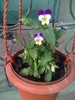 floare