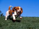 Dog (1)