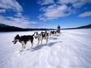 dog-sleigh-polar_1024x768