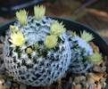 cactus mamilaria duwei