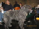 criosmioritic,shepperd,dogs,puppies,mioritic,ciobanesc,kennel 923