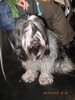 criosmioritic,shepperd,dogs,puppies,mioritic,ciobanesc,kennel 937