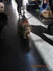 criosmioritic,shepperd,dogs,puppies,mioritic,ciobanesc,kennel 940