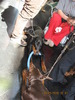 criosmioritic,shepperd,dogs,puppies,mioritic,ciobanesc,kennel 948