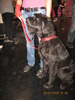 criosmioritic,shepperd,dogs,puppies,mioritic,ciobanesc,kennel 959