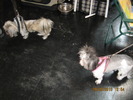 criosmioritic,shepperd,dogs,puppies,mioritic,ciobanesc,kennel 960