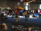 criosmioritic,shepperd,dogs,puppies,mioritic,ciobanesc,kennel 1046