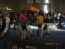 criosmioritic,shepperd,dogs,puppies,mioritic,ciobanesc,kennel 1047