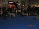 criosmioritic,shepperd,dogs,puppies,mioritic,ciobanesc,kennel 1064