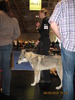 criosmioritic,shepperd,dogs,puppies,mioritic,ciobanesc,kennel 1067