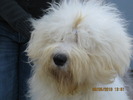 criosmioritic,shepperd,dogs,puppies,mioritic,ciobanesc,kennel 1121